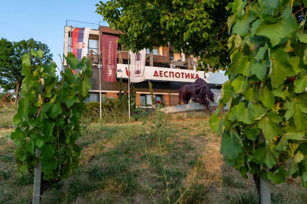 Vinarija Despotika gallery 9