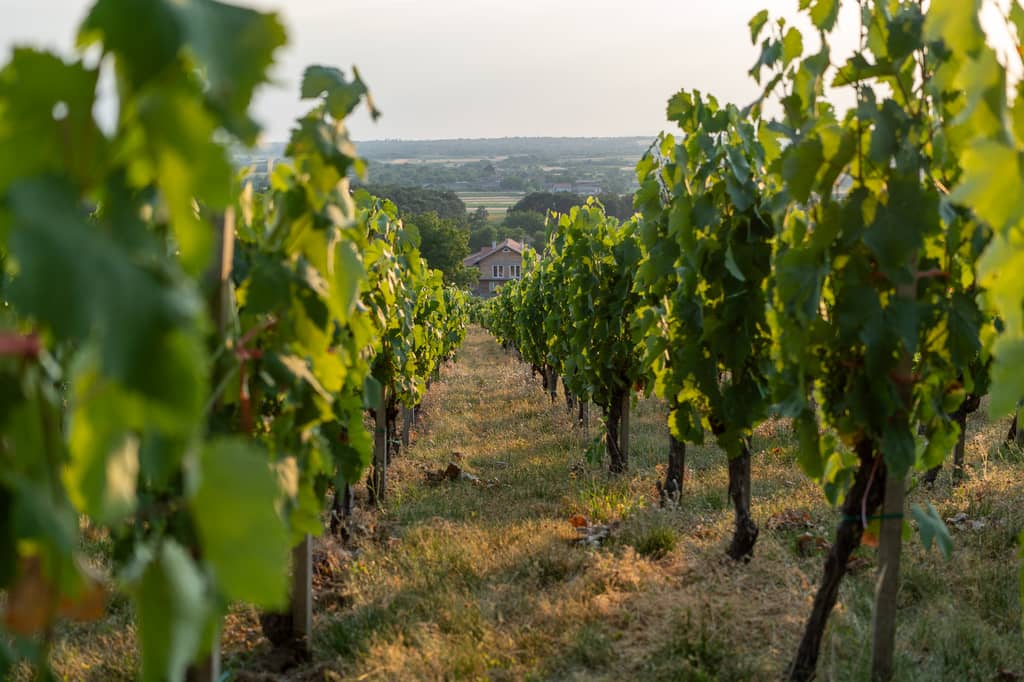 Vinarija Despotika gallery 6
