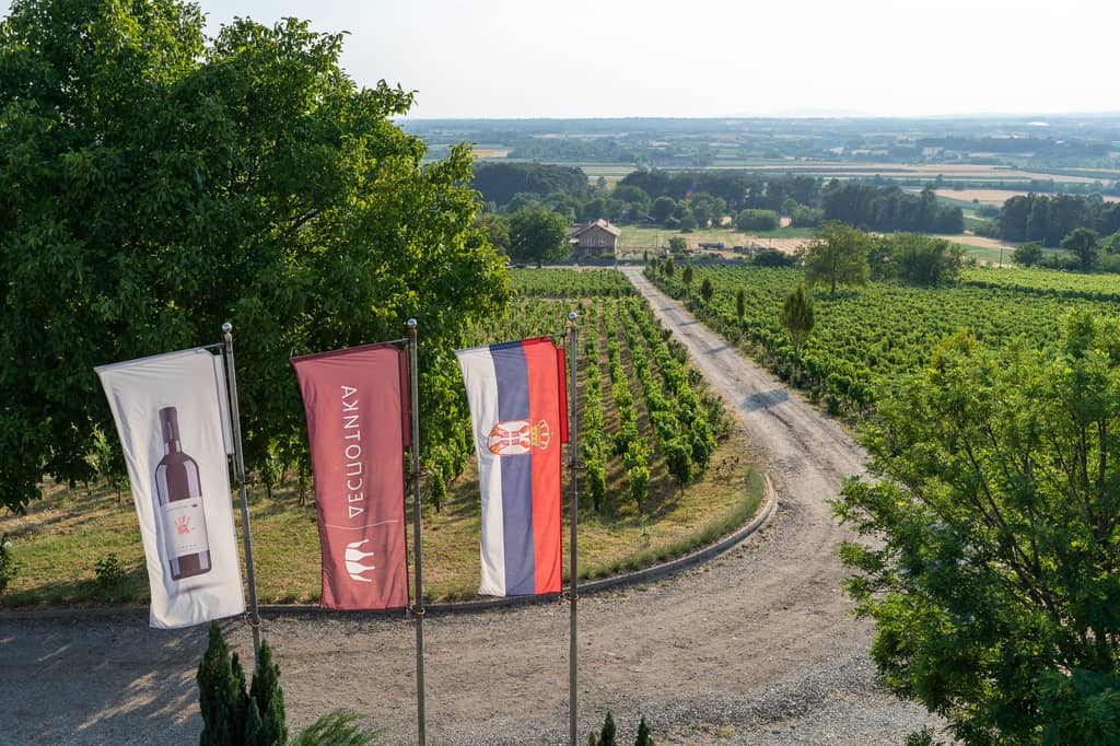 Vinarija Despotika gallery 4