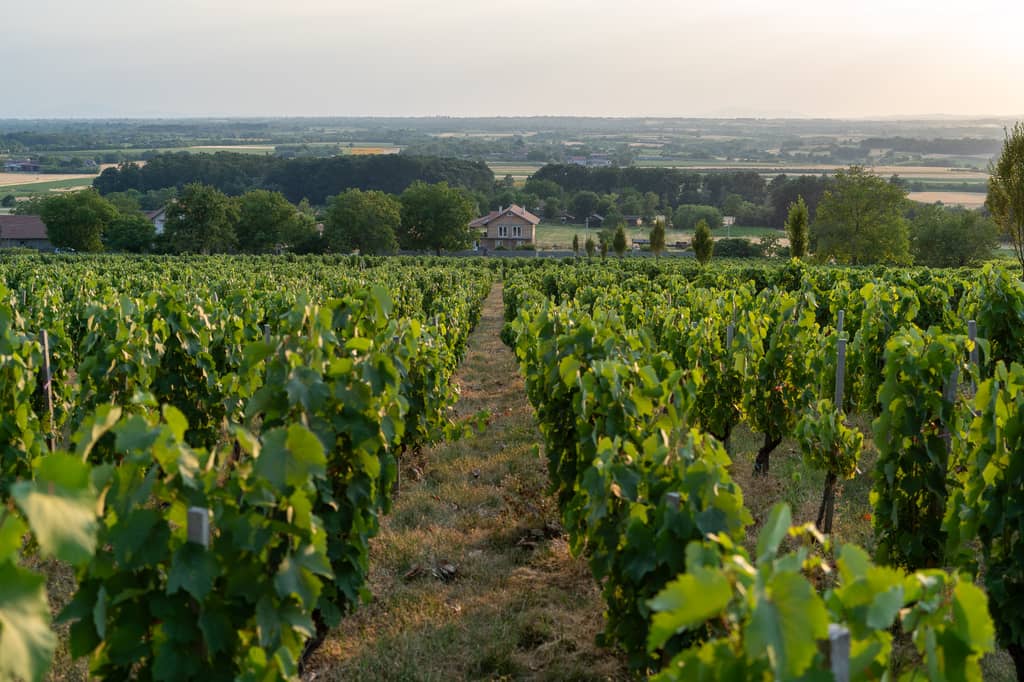 Vinarija Despotika gallery 8