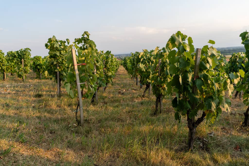 Vinarija Despotika gallery 7