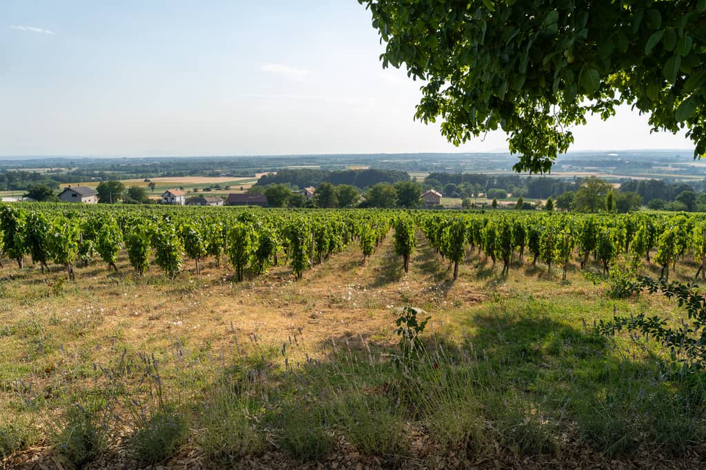 Vinarija Despotika gallery 2